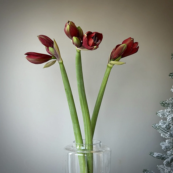 Пачка амариллиса красного оптом №2250